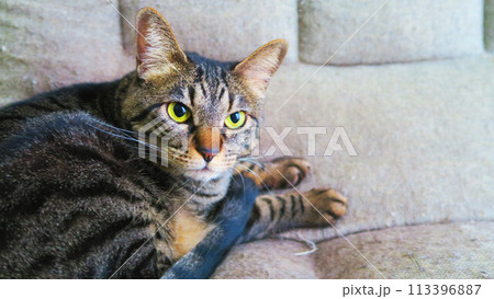 ソファでくつろぐキジトラ猫の姿 113396887