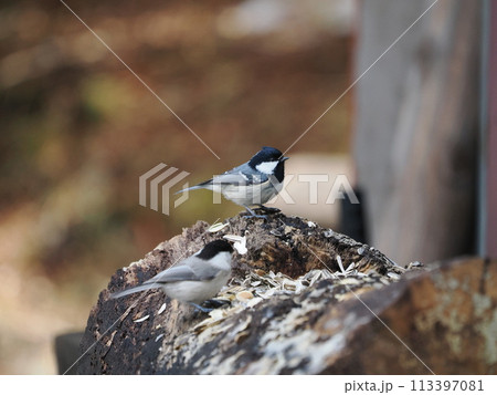 餌場に集うヒガラとコガラ 113397081
