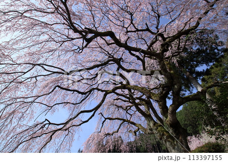中越家のしだれ桜　仰ぎ見る　（高知県　仁淀川町） 113397155