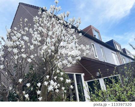 満開の植木と家 113397320