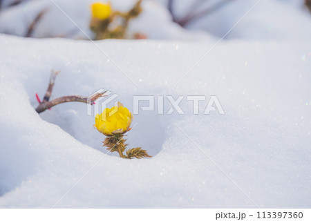 雪の下から顔を覗かせる福寿草【赤怒田福寿草群生地】 雪の下から顔を覗かせる福寿草【赤怒田福寿草群生地】 113397360