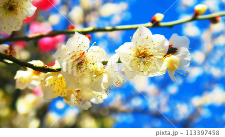 2024年大宮第二公園梅まつりの梅の花と青空の風景 2024年大宮第二公園梅まつりの梅の花と青空の風景 113397458