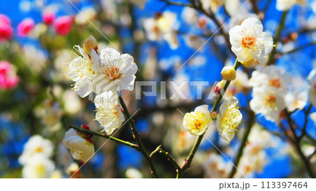 2024年大宮第二公園梅まつりの梅の花と青空の風景 2024年大宮第二公園梅まつりの梅の花と青空の風景 113397464