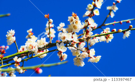2024年大宮第二公園梅まつりの梅の花と青空の風景 113397467