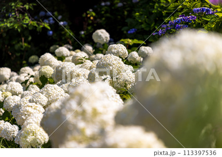 幸手権現堂桜堤　紫陽花・風景 113397536