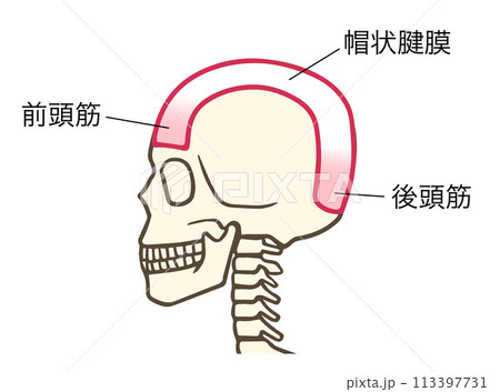 前頭筋、帽状腱膜、後頭筋 113397731