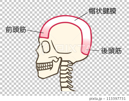 前頭筋、帽状腱膜、後頭筋 113397731