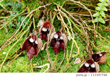 たくさんのアリストロキア・サルバドレンシスの花 たくさんのアリストロキア・サルバドレンシスの花 113397786