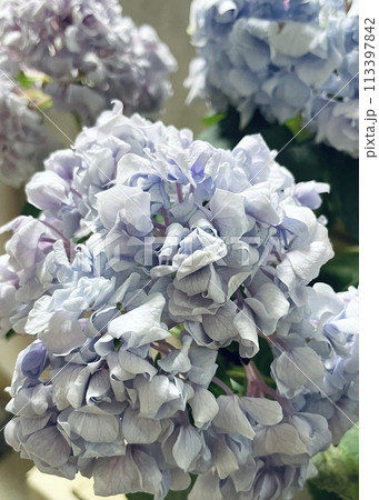 水分不足の紫陽花 113397842