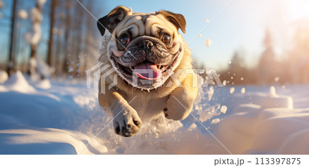 Pug dog running on the snow outdoors in snowdrifts. 113397875