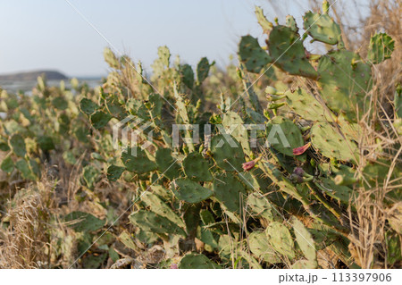 台湾ポンフー澎湖島の名物サボテン Cactus  in Penghu island Taiwan 113397906