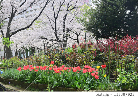 満開の桜とチューリップのある風景 大島小松川公園 満開の桜とチューリップのある風景 大島小松川公園 113397923