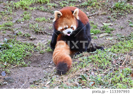 まったりするレッサーパンダ　多摩動物公園　東京都日野市 113397993