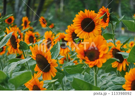 Field of sunflowers with the bright sunlight. Sunflower photos on the rear. Sunflowers are the flowers like sunny 113398092