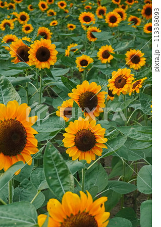 Field of sunflowers with the bright sunlight. Sunflower photos on the rear. Sunflowers are the flowers like sunny 113398093