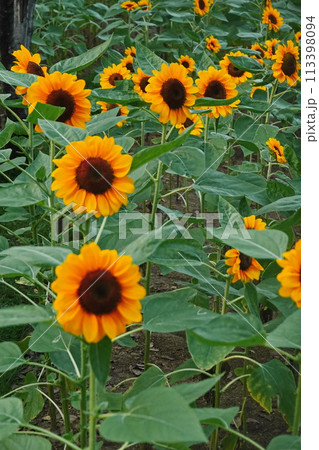 Field of sunflowers with the bright sunlight. Sunflower photos on the rear. Sunflowers are the flowers like sunny 113398094