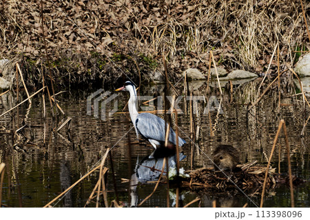 水辺で狩りをするサギ科ダイサギ 113398096