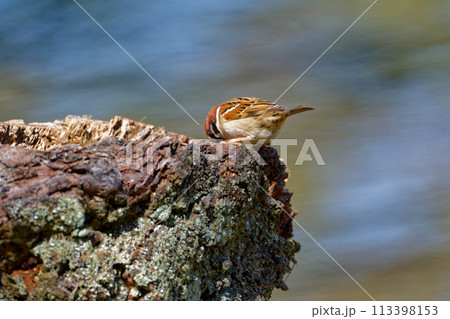 枝に止まるアトリ科カワラヒワ 113398153