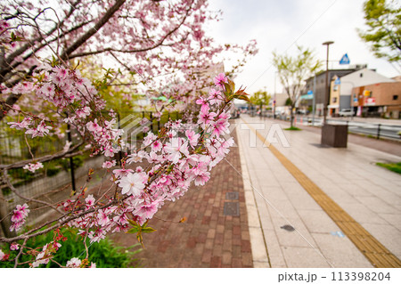 桜の木と広い歩道 113398204