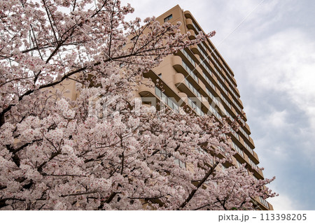桜の花とマンション 桜の花とマンション 113398205