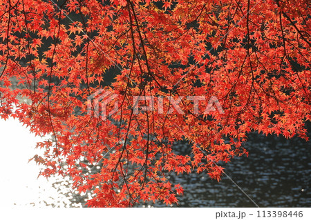 真っ赤に紅葉したモミジ 真っ赤に紅葉したモミジ 113398446