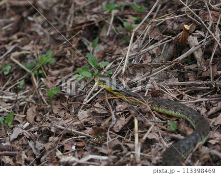 ヤマカガシ 113398469
