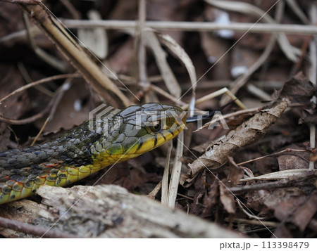 ヤマカガシ ヤマカガシ 113398479