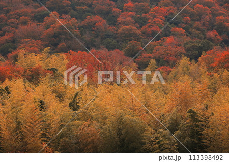 紅葉したカラマツ林 113398492