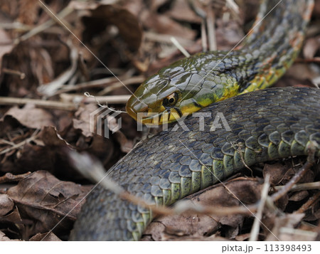 ヤマカガシ ヤマカガシ 113398493