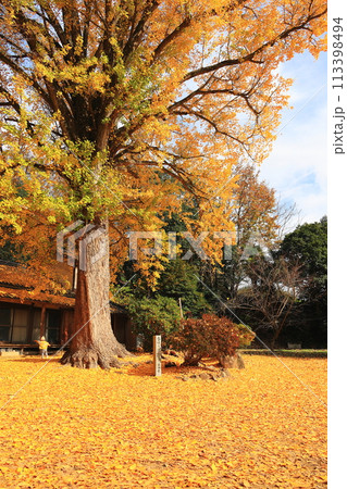 落ち葉の絨毯 113398494