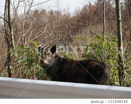 ガードレールの向こうのニホンカモシカ 113398536