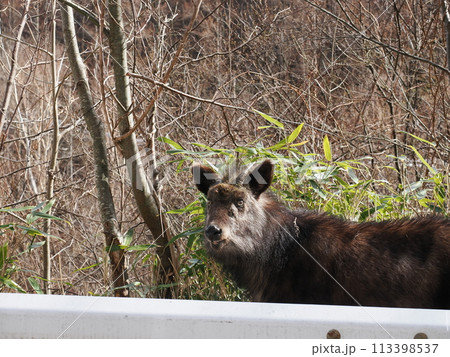 道路わきからこちらを見ているニホンカモシカ 113398537