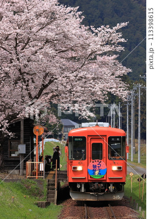 春の樽見鉄道 113398615