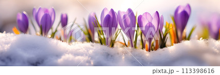 Closeup panoramic view of the spring flowers in the park. Crocus blossom on beautiful morning with sunlight in the forest. Closeup panoramic view of the spring flowers in the park. Crocus blossom on beautiful morning with sunlight in the forest. 113398616