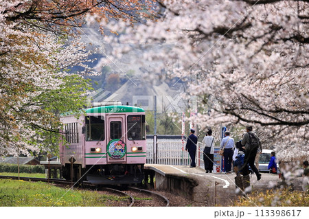 春の樽見鉄道 113398617