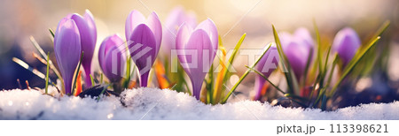 Closeup panoramic view of the spring flowers in the park. Crocus blossom on beautiful morning with sunlight in the forest. 113398621