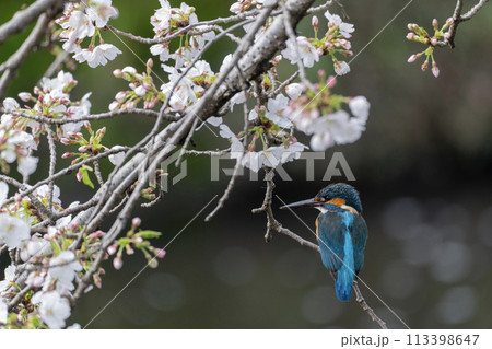 春の風物詩 春の風物詩 113398647