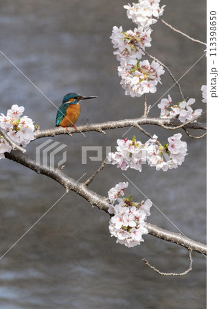 春の風物詩 春の風物詩 113398650