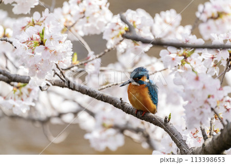 春の風物詩 春の風物詩 113398653