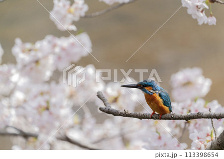 春の風物詩 113398654