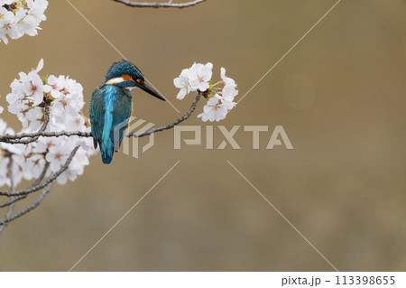 春の風物詩 春の風物詩 113398655