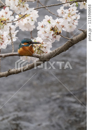 春の風物詩 113398668