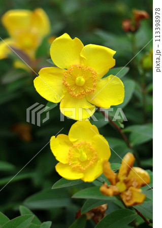 黄金色の梅に似た花 113398978