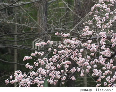 梅の花 梅の花 113399097