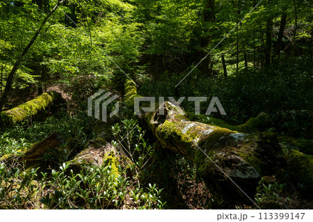 新緑の森 113399147