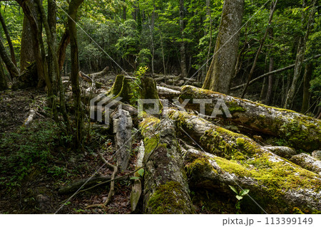 新緑の森 113399149