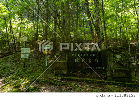 新緑の森 新緑の森 113399155