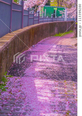 大岡川プロムナードの桜 113399280