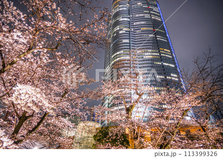毛利庭園の夜桜と六本木ヒルズ 113399326