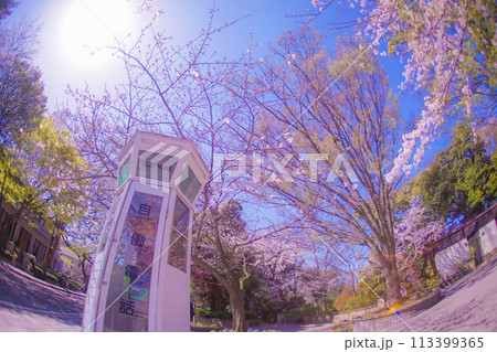 横浜元町の桜と電話ボックス 113399365